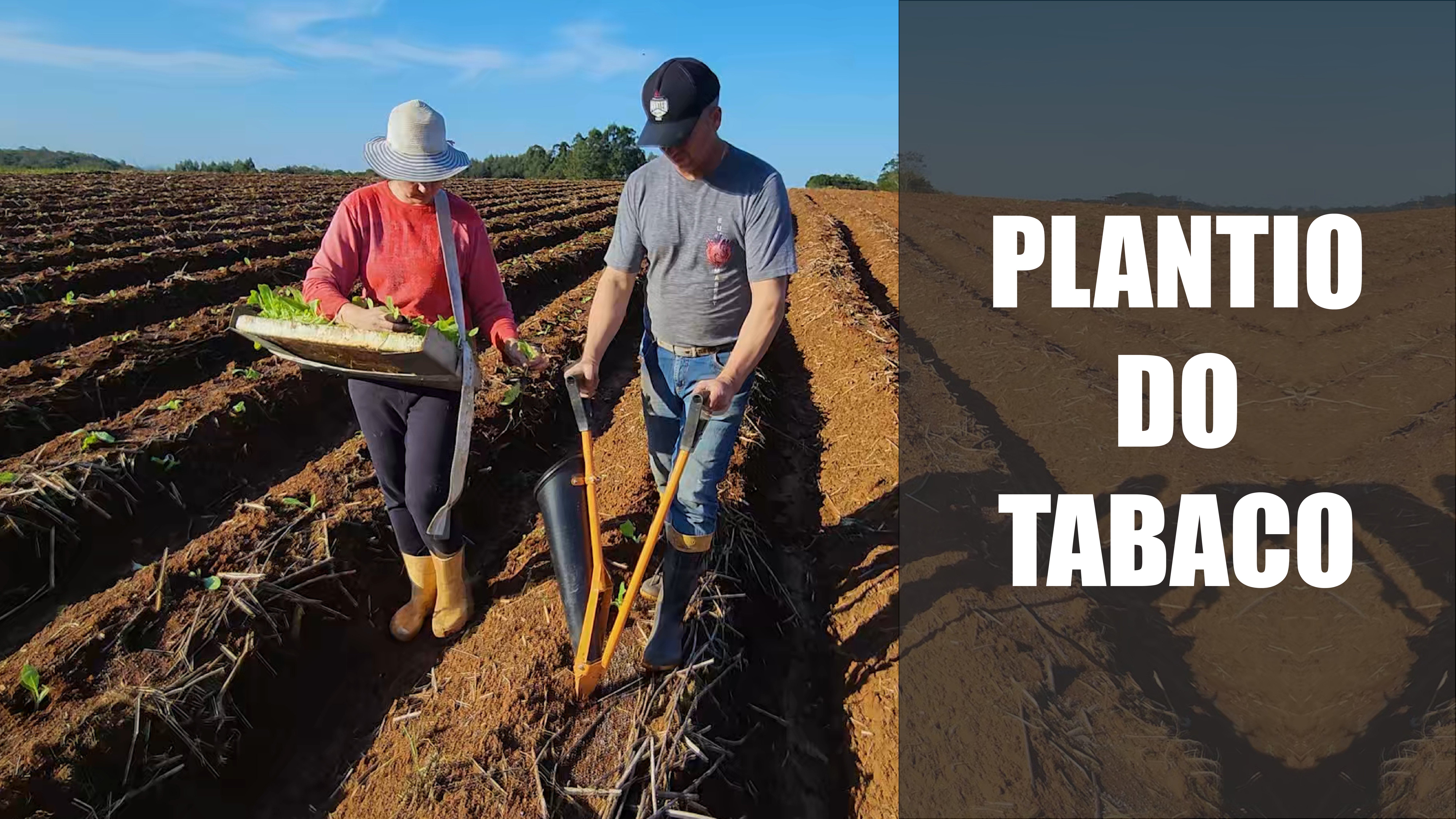 Plantio do tabaco