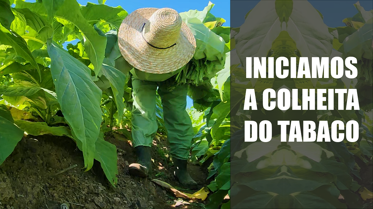 Iniciamos a colheita do tabaco