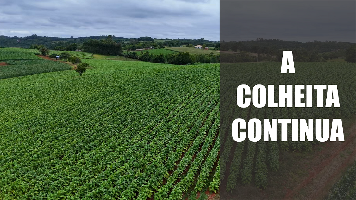 A colheita continua