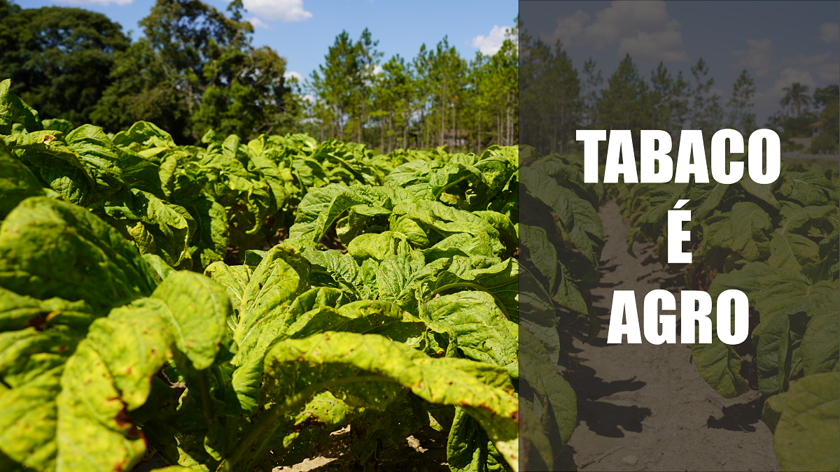 Tabaco é agro