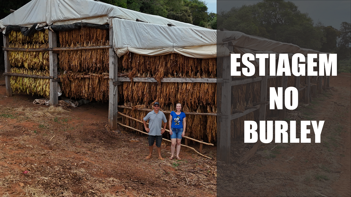 Estiagem no burley