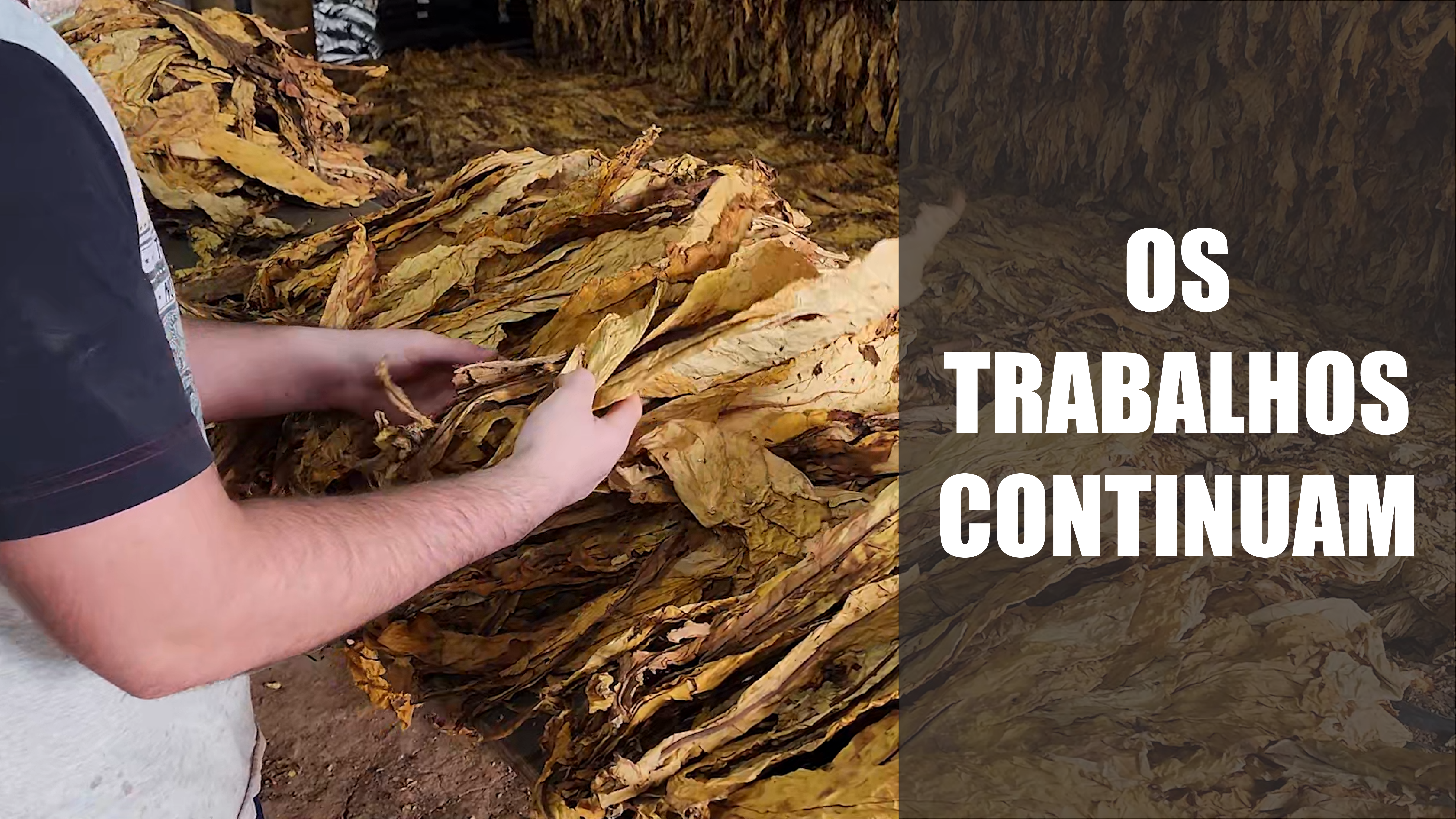 Os trabalhos continuam