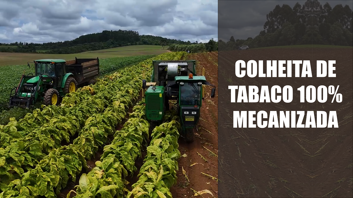 Colheita de tabaco 100% mecanizada