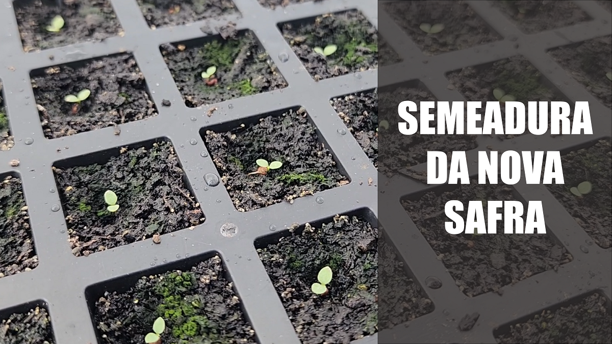 Semeadura da nova safra