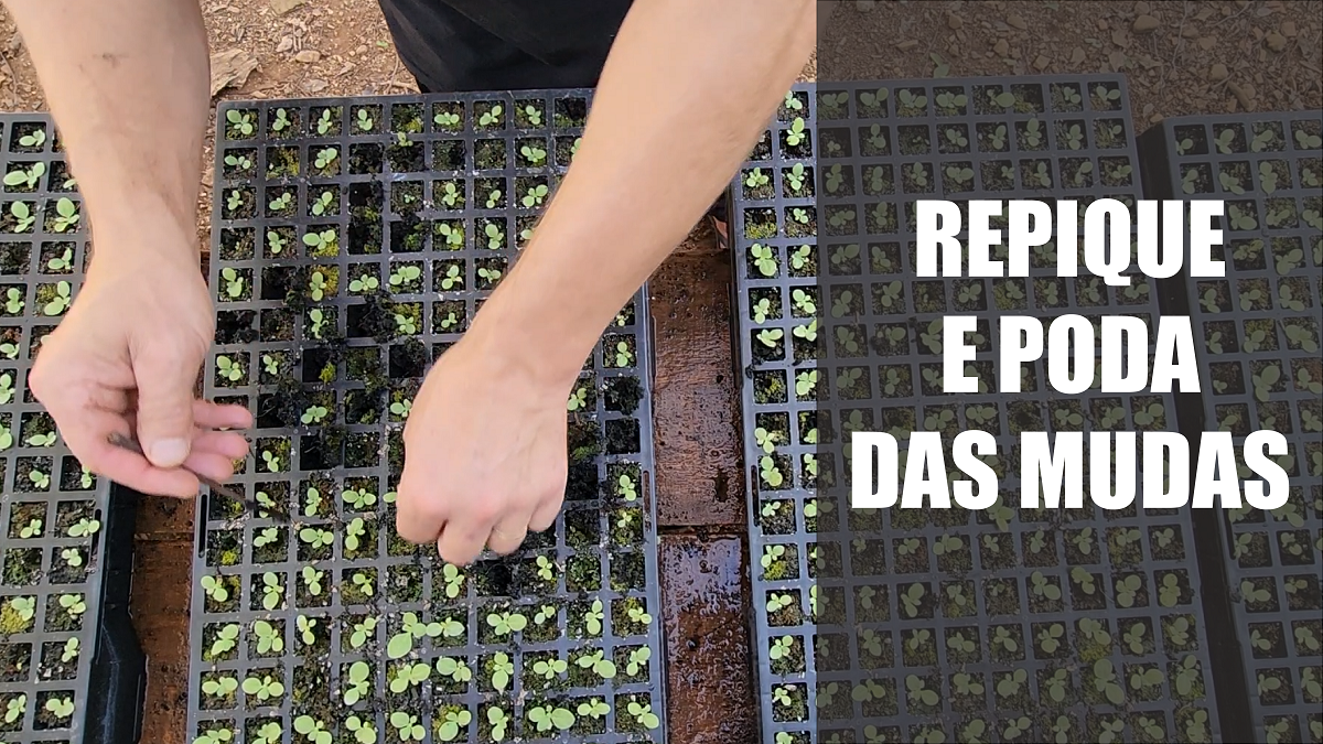 Repique e poda das mudas