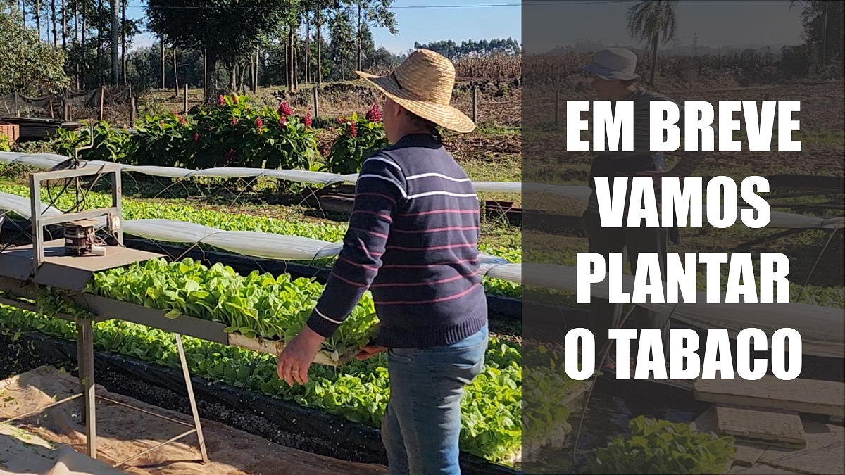 Em breve vamos plantar o tabaco