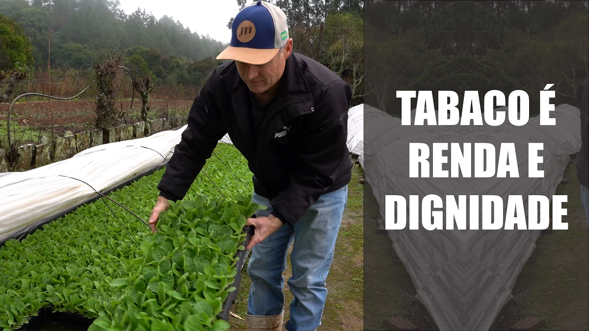 Tabaco é renda e dignidade