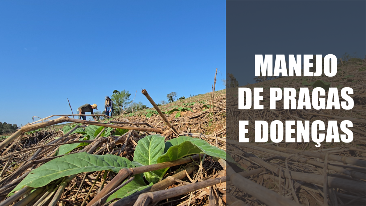 Manejo integrado de pragas e doenças