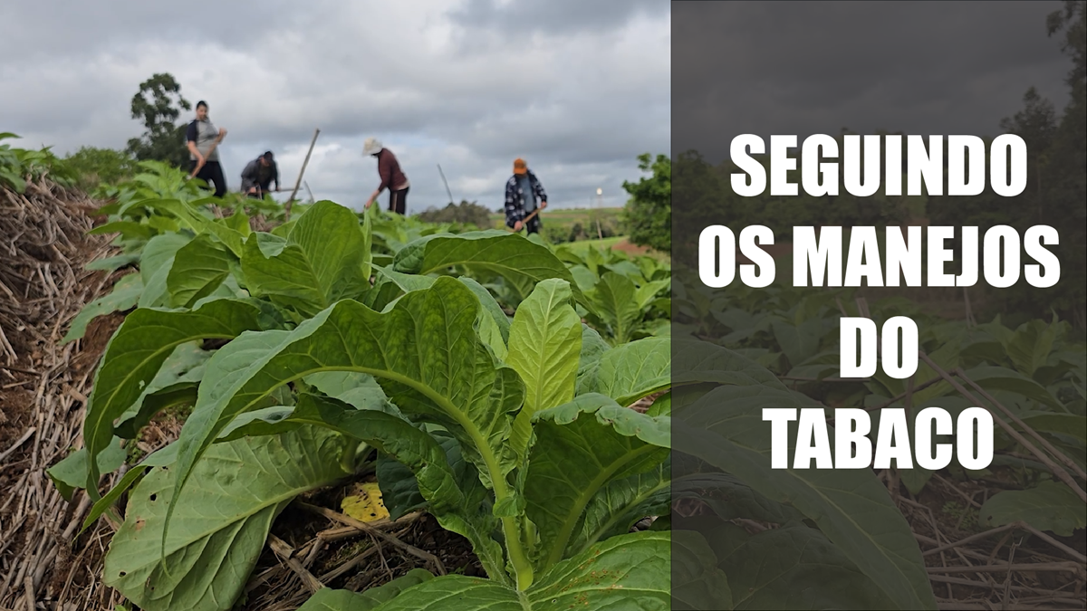 Seguindo os manejos do tabaco